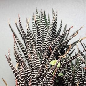 Meet your Posher, Lou